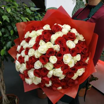 Букет из 101 розы (красные и белые розы) (код: 97413krv)